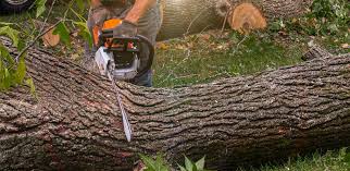 How Our Tree Care Process Works  in  Smethport, PA